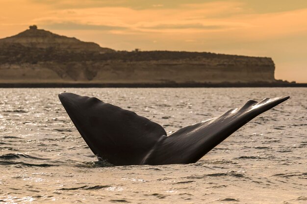 Queue de baleine franche australe Péninsule Valdès Patagonie Argentine