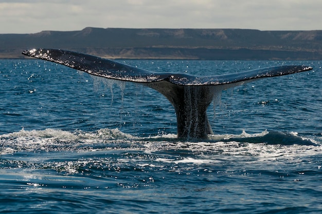 Queue de baleine franche australe, Péninsule Valdés, Province de Chubut, Patagonie, Argentine.