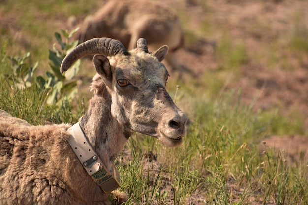 Regarder directement dans le visage d'un mouflon d'Amérique