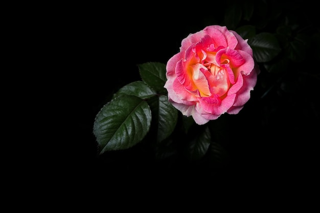 Rose rose sur une lumière de studio de fond noir