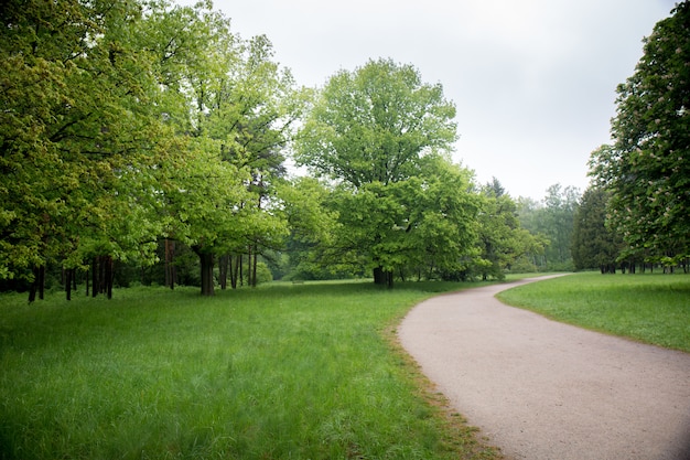 Route dans le parc du printemps