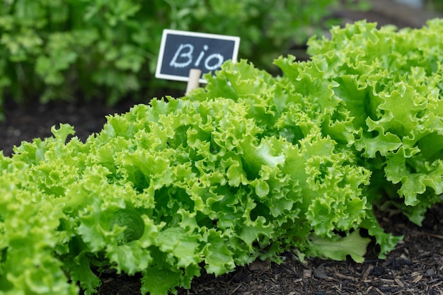 Salade bio poussant dans le potager à la maison