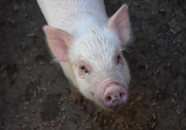 La saleté accrochée au museau d'un cochon rose