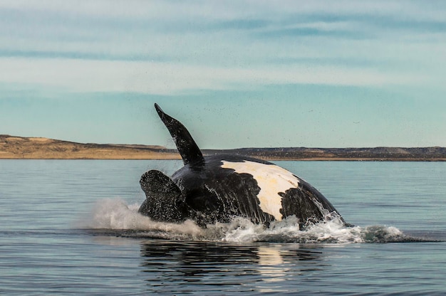 Saut de baleine dans la Péninsule ValdesPuerto Madryn Patagonie Argentine