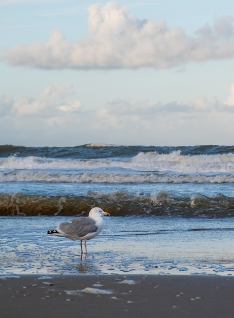 Sea gull ocean water blue beach wave mouette ciel oiseau Scheveningen La Haye Den Haag Pays-Bas