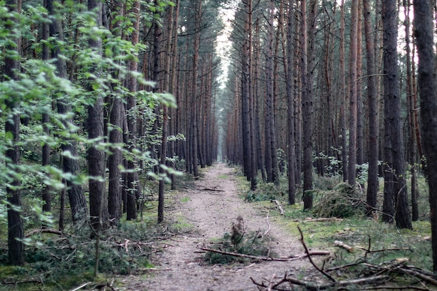 Sentier au milieu de la forêt