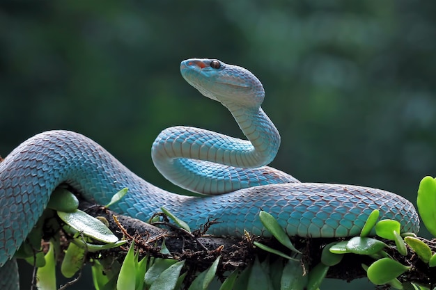 Serpent vipère bleu sur branche serpent vipère prêt à attaquer gros plan animal insularis bleu