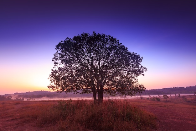 Seul sur le terrain au parc naturel de Thung Kamang, Chaiyaphum, Thaïlande