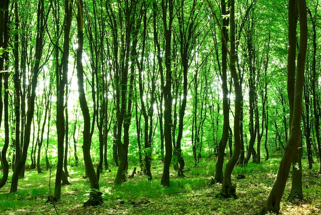 Soleil du matin dans la forêt verte