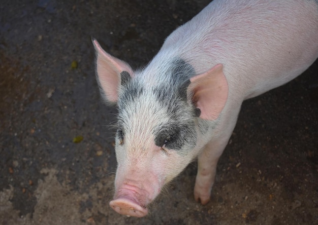 Taches noires sur un porcelet rose aux cheveux blancs