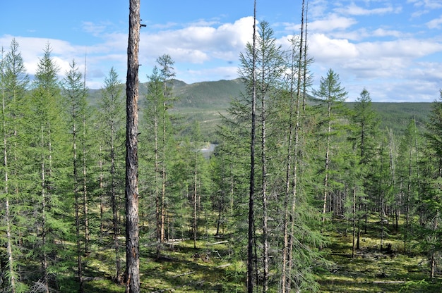 Taïga de mélèze en Yakoutie