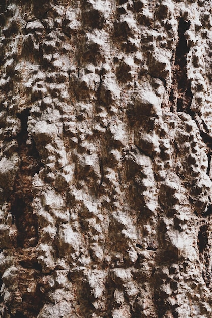 Texture de l'écorce dans la forêt. Gros plan de la photographie de stock.