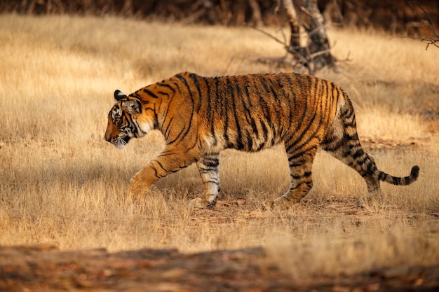 Tigre dans l'habitat naturel Tigre mâle marchant tête sur la composition Scène de la faune avec un animal dangereux Été chaud au Rajasthan Inde Arbres secs avec un beau tigre indien Panthera tigris