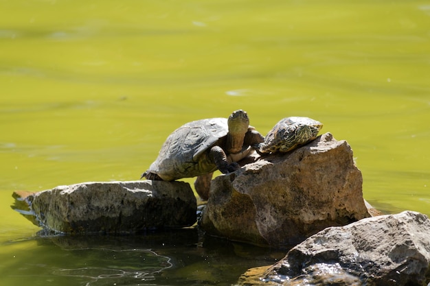 Photo tortue avec un bébé sur un rocher dans un lac par une journée ensoleillée