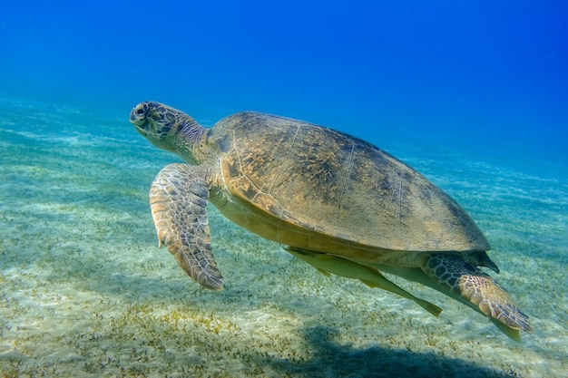 Photo tortue de mer verte planant dans l'eau de mer bleue claire et les herbiers verts au fond marin en egypte