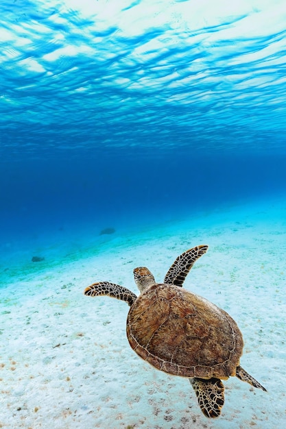 Photo une tortue nageant dans l'océan avec un poisson dans sa bouche