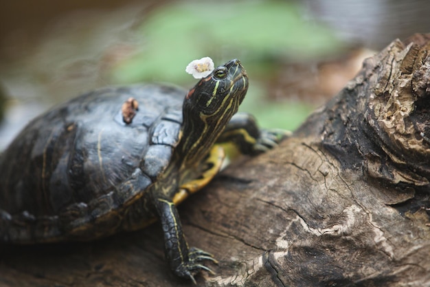 La tortue se trouve sur une bûche avec une fleur sur la tête, se reposant à l'air frais