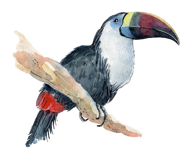 Toucan perroquet tropical aquarelle