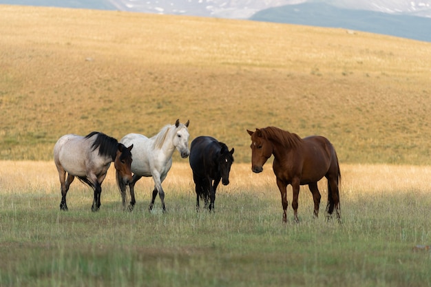 Un troupeau de chevaux sauvages broute dans les montagnes