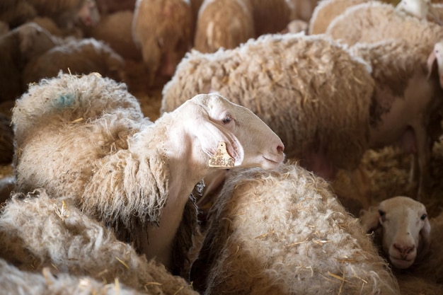 Troupeau de moutons dans l'étable