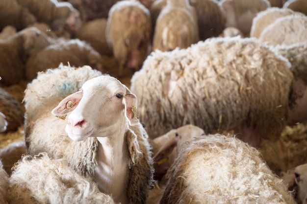 Troupeau de moutons dans l'étable