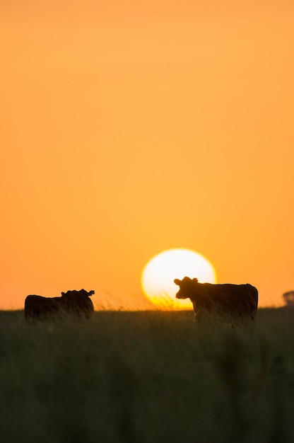 Vache dans la campagne argentine , paysage de la pampa Argentine