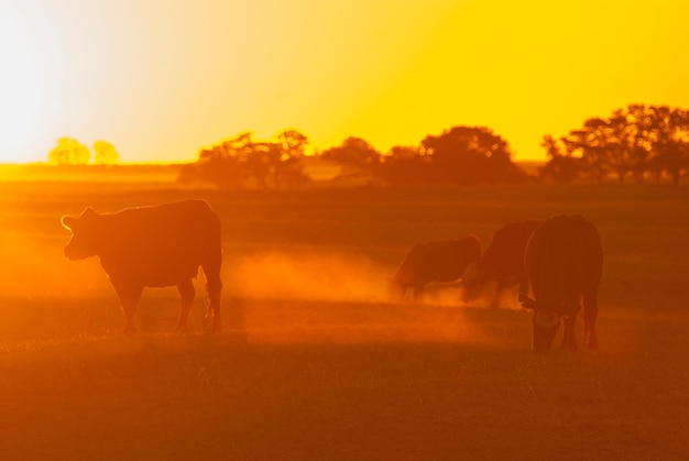 Vache dans la campagne argentine , paysage de la pampa Argentine