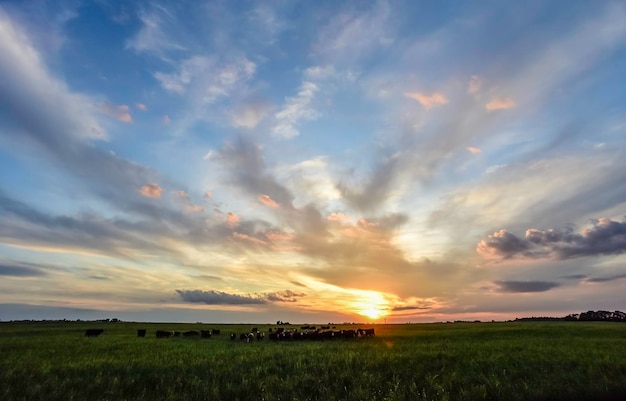 Vaches au coucher du soleil à La Pampa Argentine