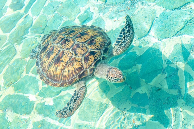 Photo vue d'angle élevé de la tortue en mer