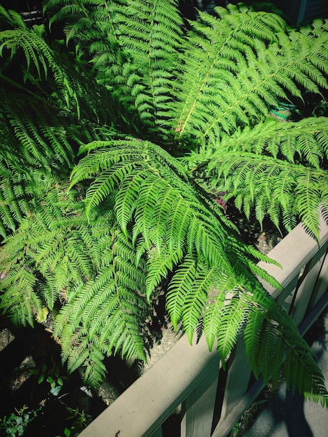 Photo vue d'un arbre sous un angle élevé