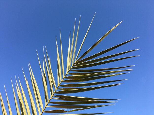 Photo vue à bas angle du palmier contre le ciel bleu