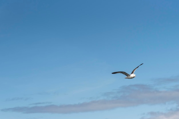 Photo vue à bas angle d'une mouette volant dans le ciel