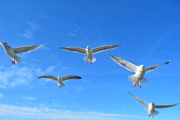 Photo vue à bas angle des mouettes volant contre le ciel