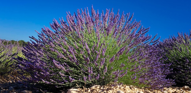 Vue des fleurs dans le champ de lavande