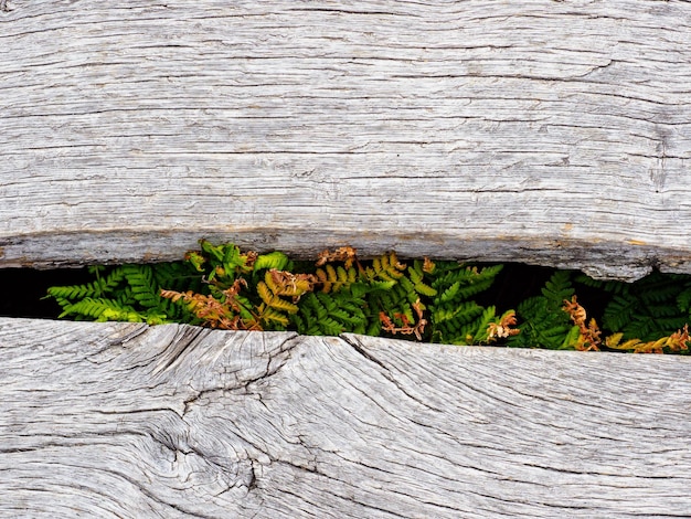 Photo vue à haut angle des plantes qui poussent sur le tronc d'un arbre