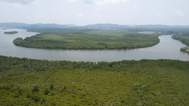 Une vue plongeante sur la forêt de mangrove depuis un drone.