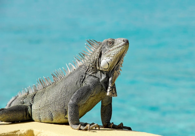 Photo vue rapprochée du lézard