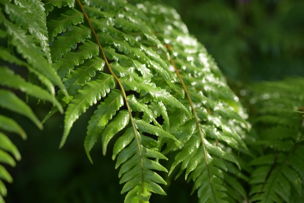 Photo vue rapprochée des feuilles de plantes humides