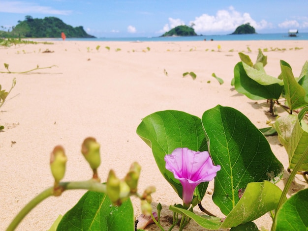 Photo vue rapprochée d'une fleur sur la plage contre le ciel