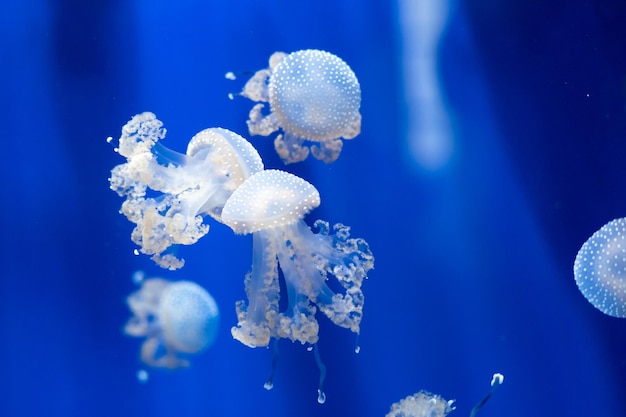 Photo vue rapprochée de méduses éclairées nageant sous la mer