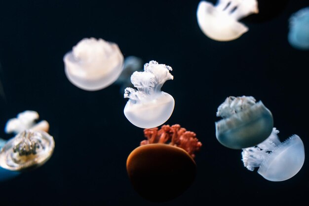 Photo vue rapprochée de méduses sur fond noir