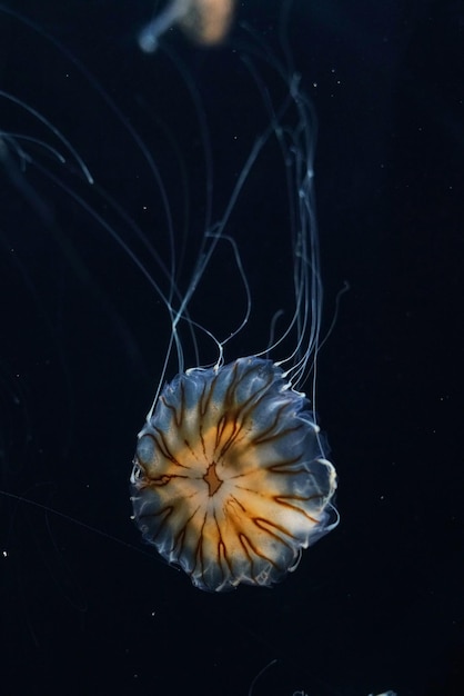 Photo vue rapprochée des méduses en mer