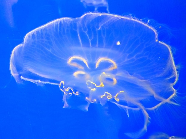 Photo vue rapprochée de méduses nageant dans un aquarium