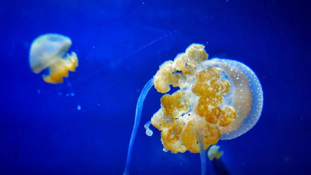 Photo vue rapprochée de méduses nageant dans l'eau