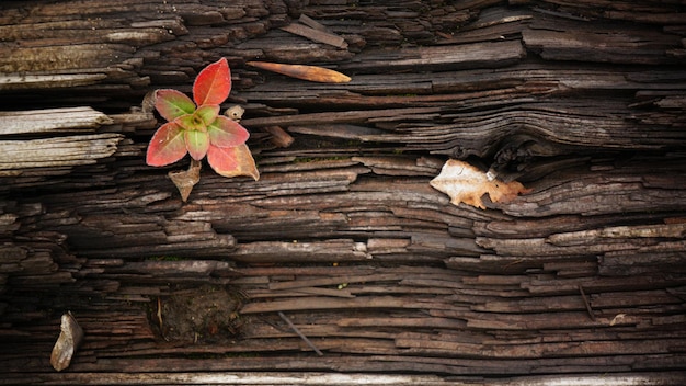 Photo vue rapprochée d'une plante colorée d'automne poussant sur le bois