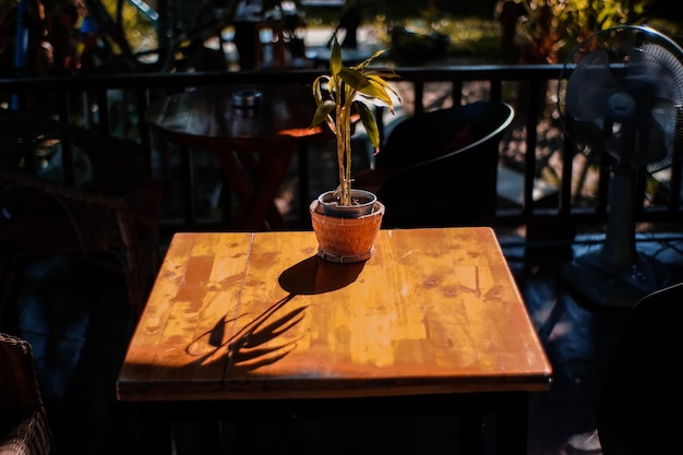 Photo vue rapprochée d'une plante en pot sur une table dans un restaurant