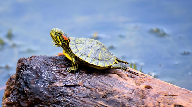 Photo vue rapprochée de la tortue sur le tronc