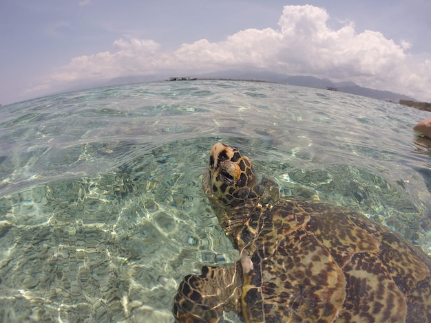 Photo vue d'une tortue nageant dans la mer