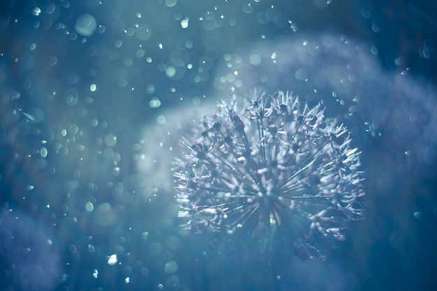 Abstract blue background. Beautiful flowers. Toned image