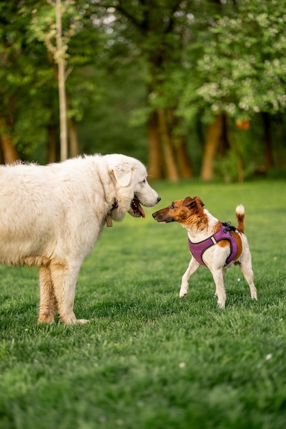 Adorable dogs playing on green meadow